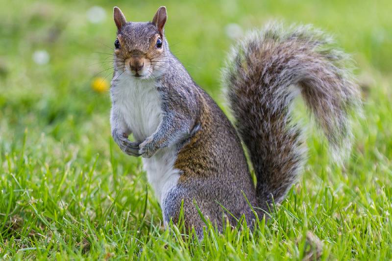Squirrel Removal | Defender Pest Control