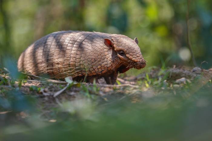 Armadillo Control  Defender Pest Control